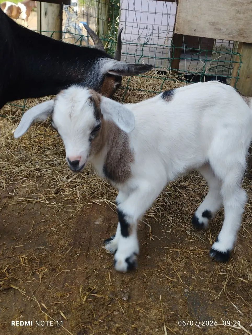 Mini cabrito Machinho  - Foto 5