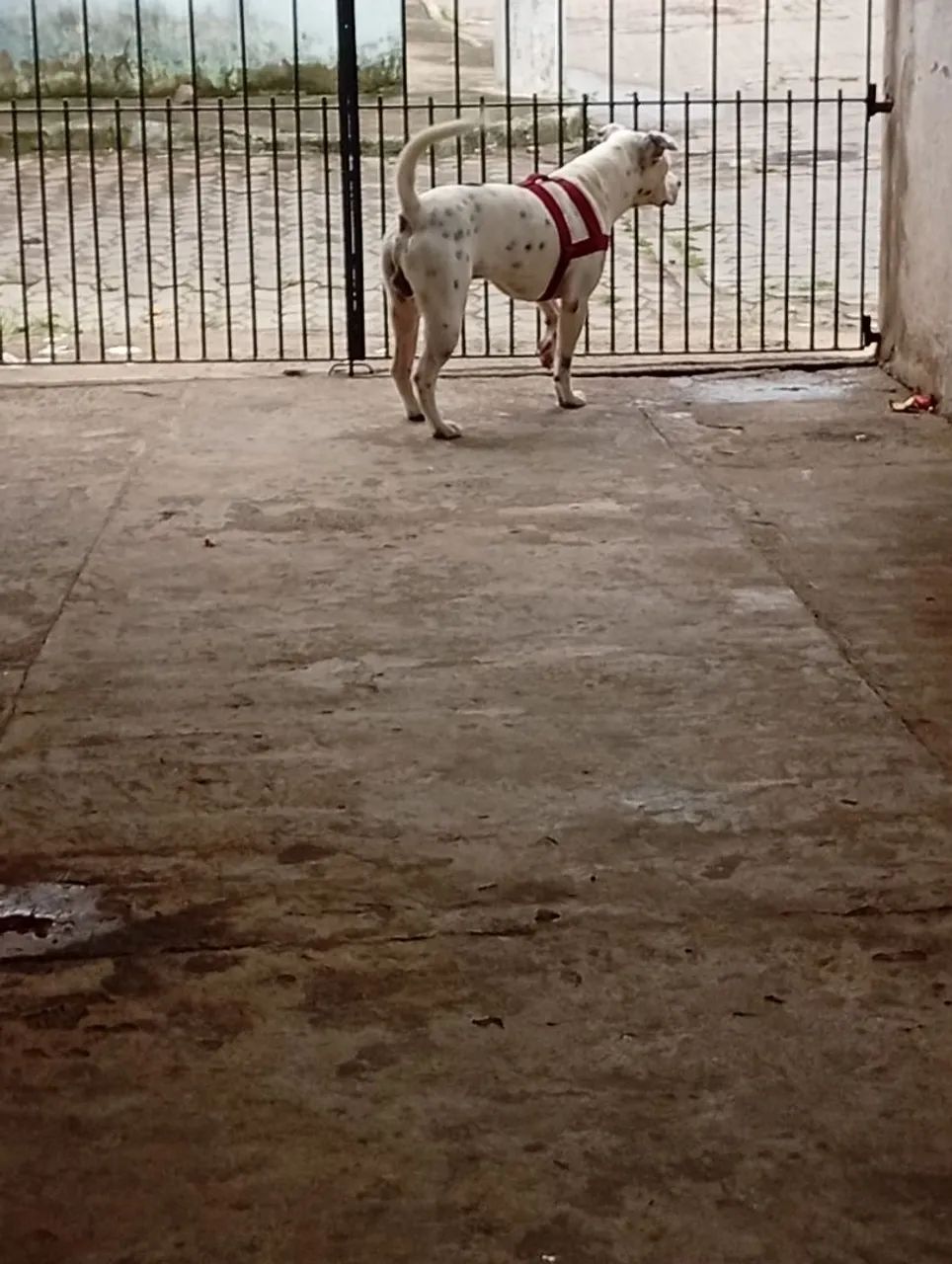 Vendo meu Pitbull 