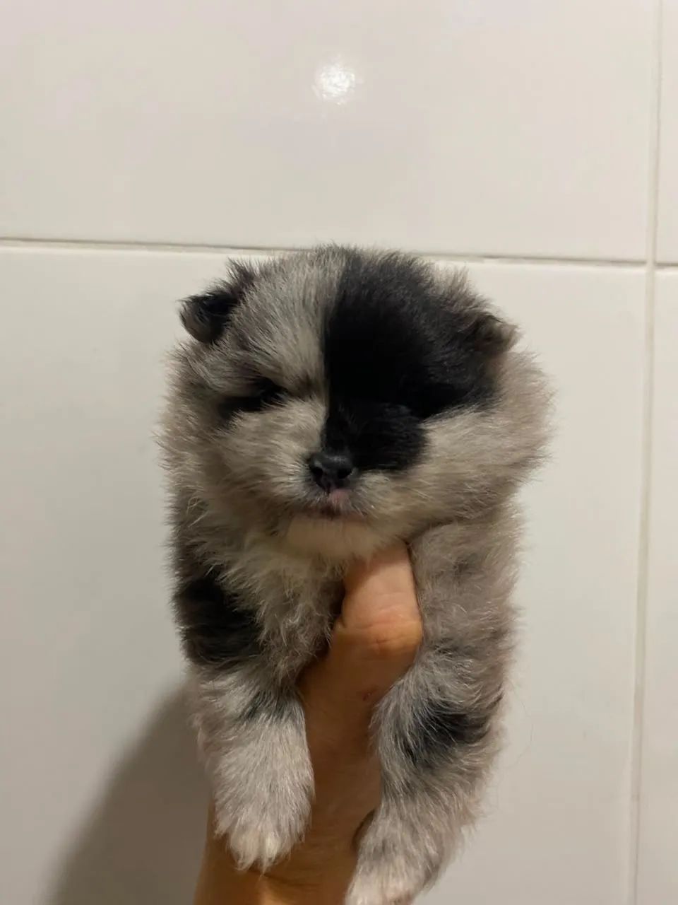 Spitz alemão merle 