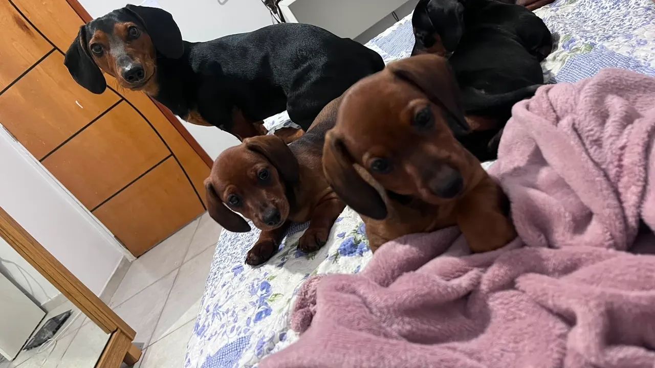 Cachorro salsicha - Foto 2