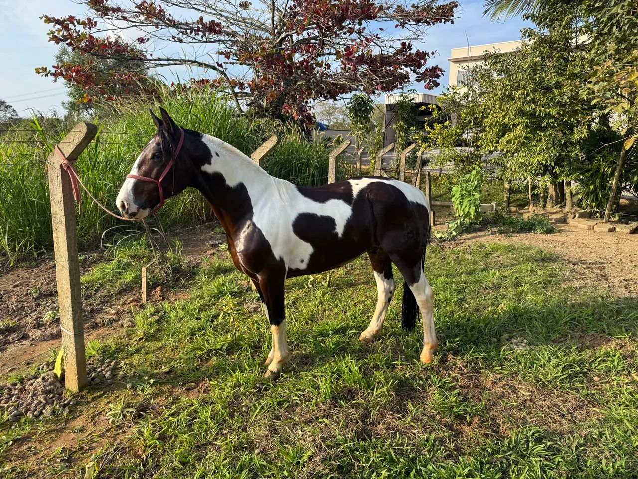 Cavalo crioulo Castrado  - Foto 5