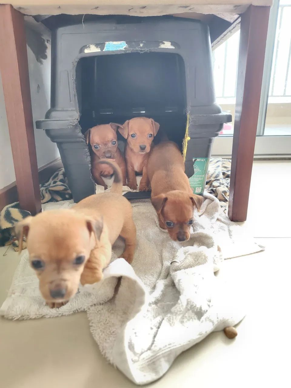 Filhotes de Pinscher  - Foto 5