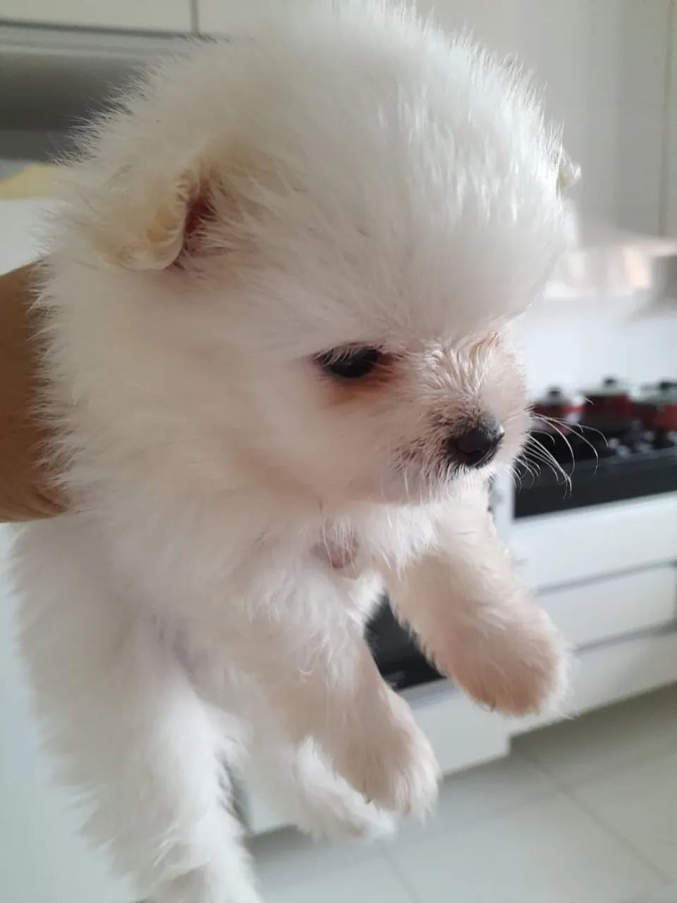Spitz alemão  - Foto 3