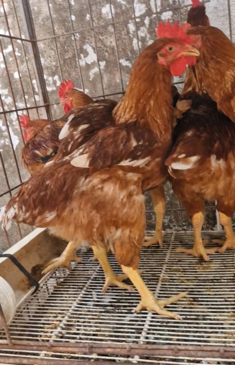 Caipira galinha e galos  - Foto 2