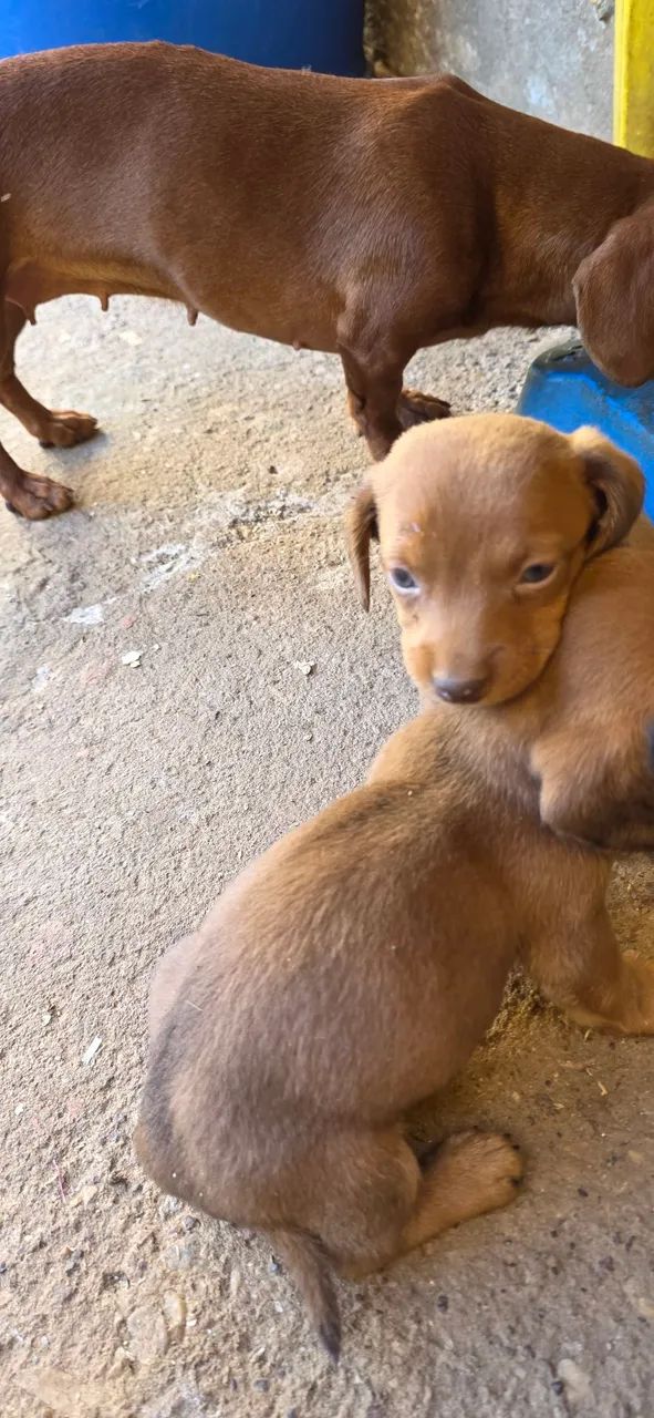 Cachorro salsicha  - Foto 5