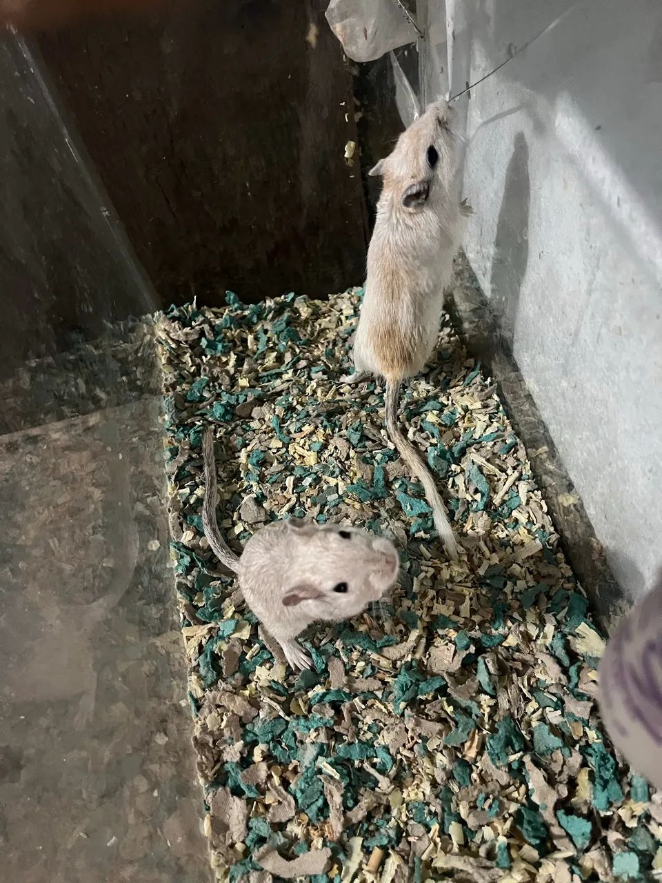 Gerbil(esquilo da Mongólia) - Foto 4