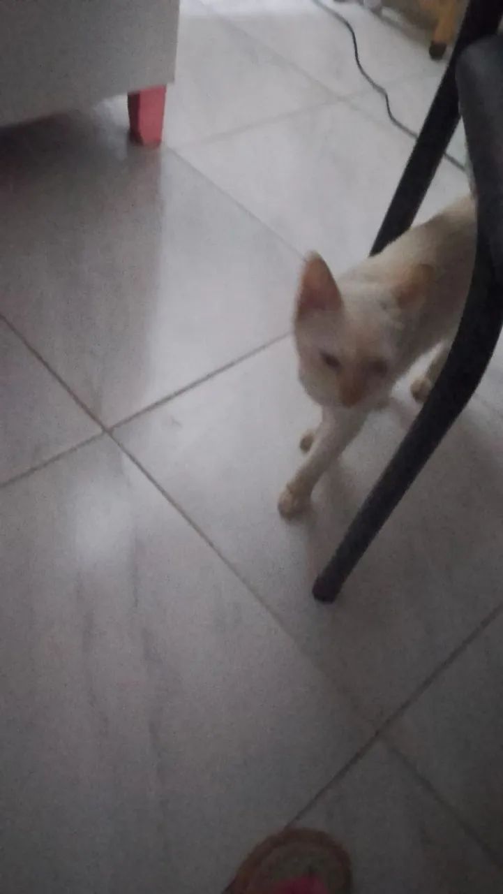 Gato pra doação 