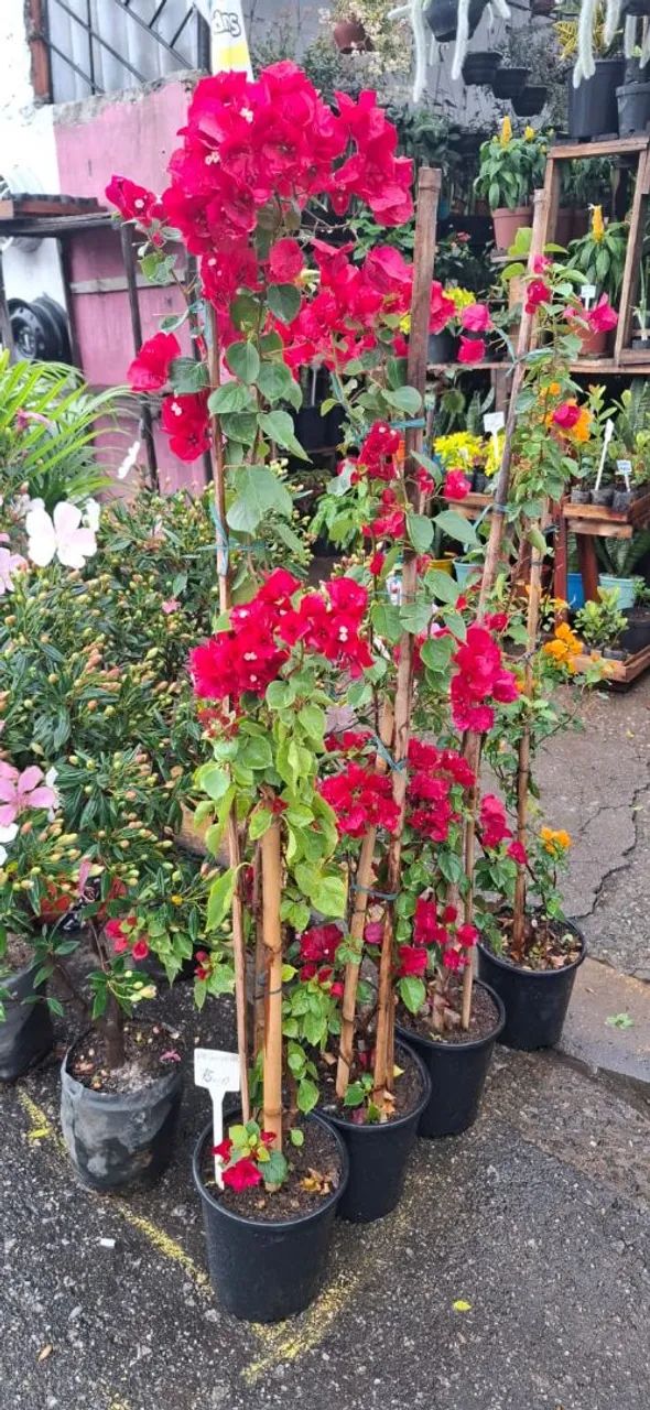Primavera - Foto 2