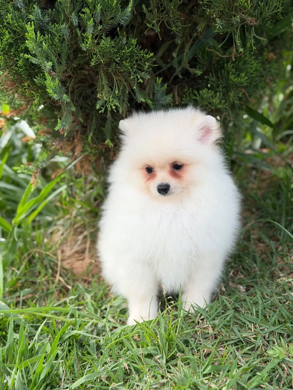 Spitz Alemão  - Foto 4