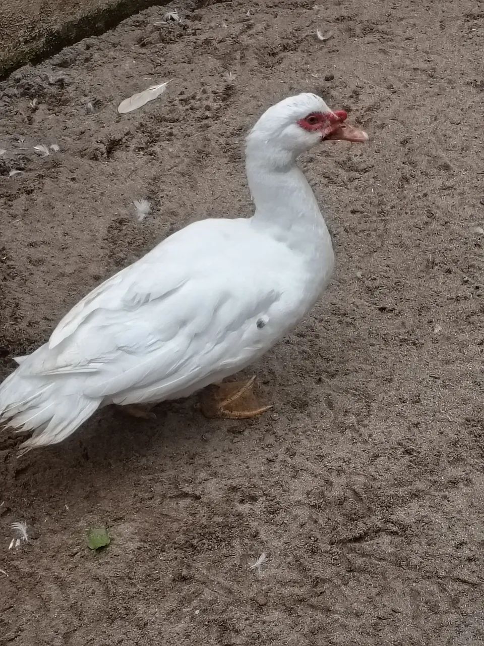 Pato - Foto 2