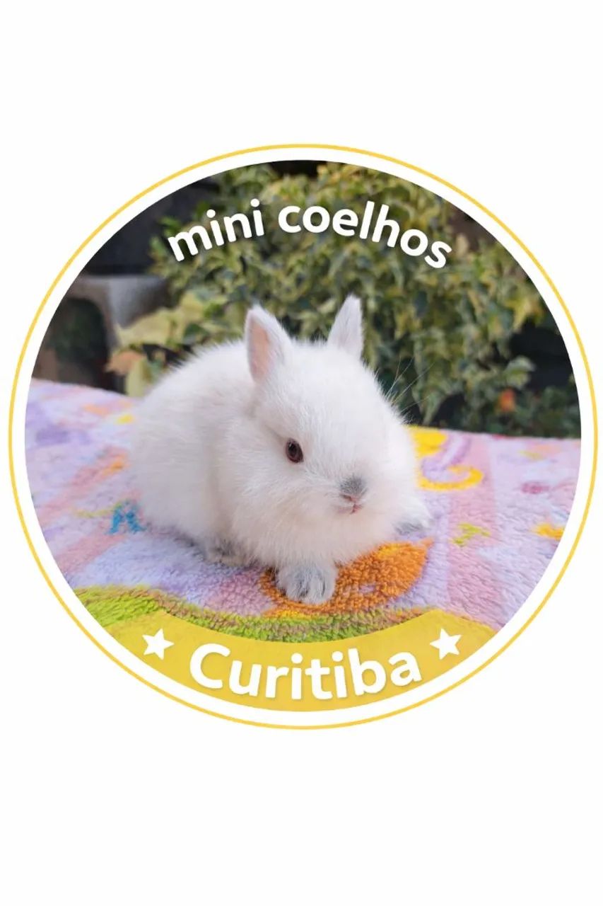 Mini coelhos Curitiba 