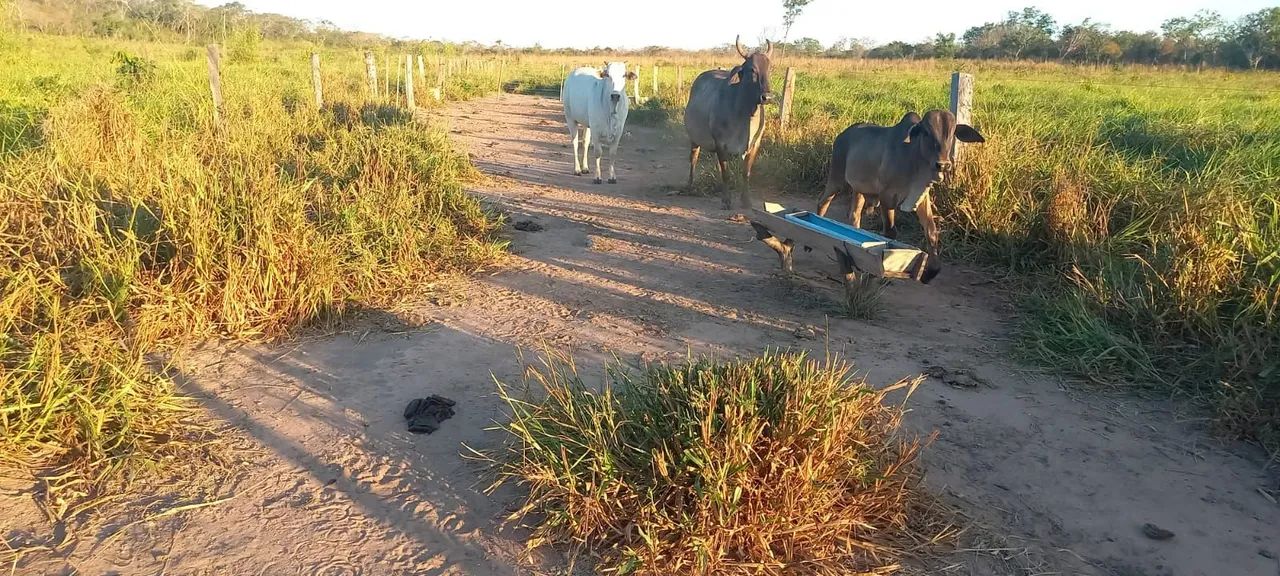 Vendo essa chácara na agrovila Pedro Afonso 