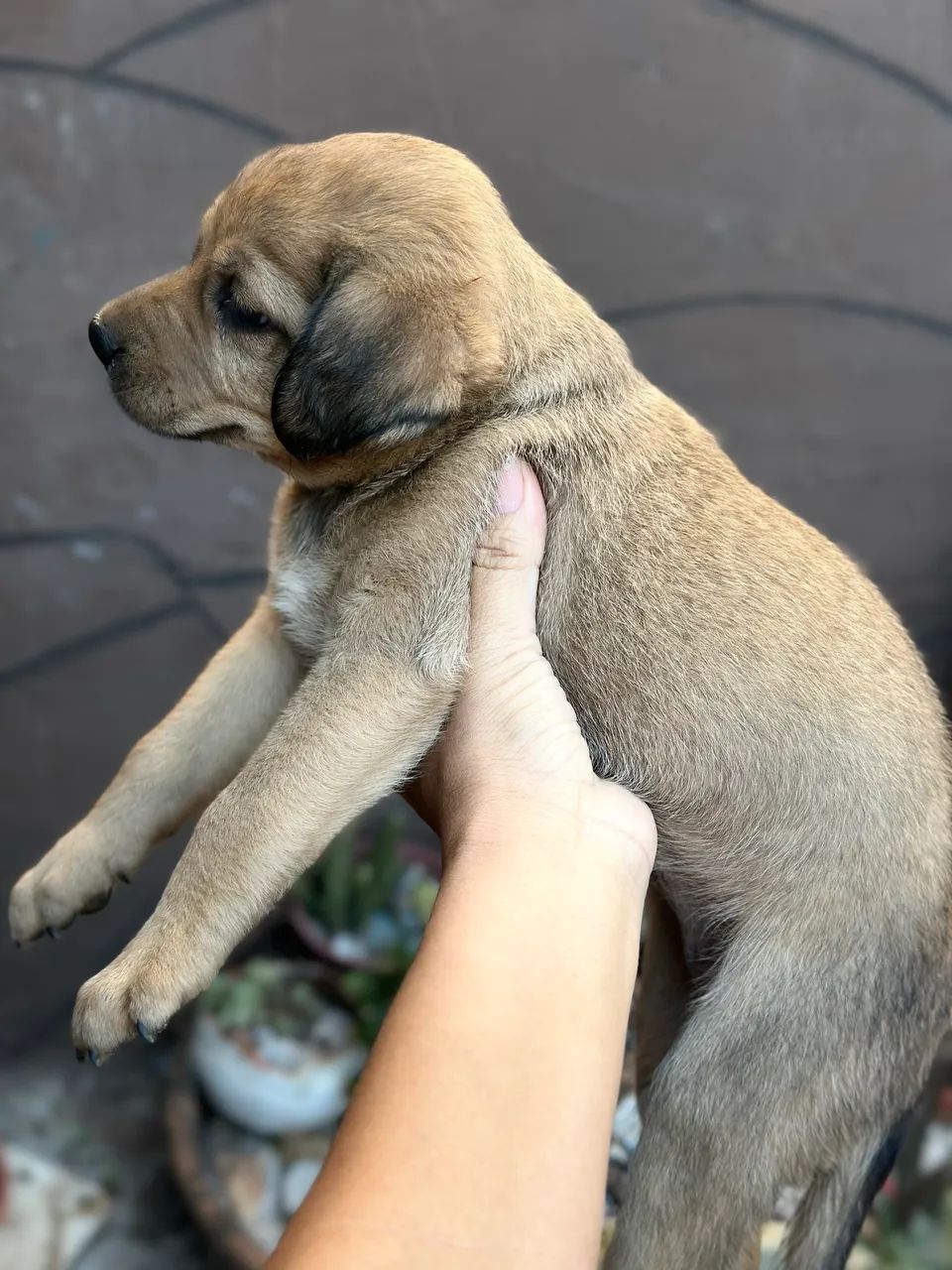 Cachorro para adoção 