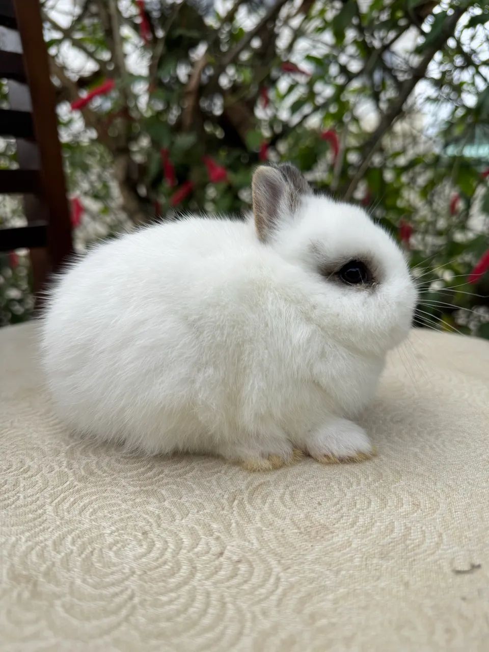 Coelhos anões  - Foto 2