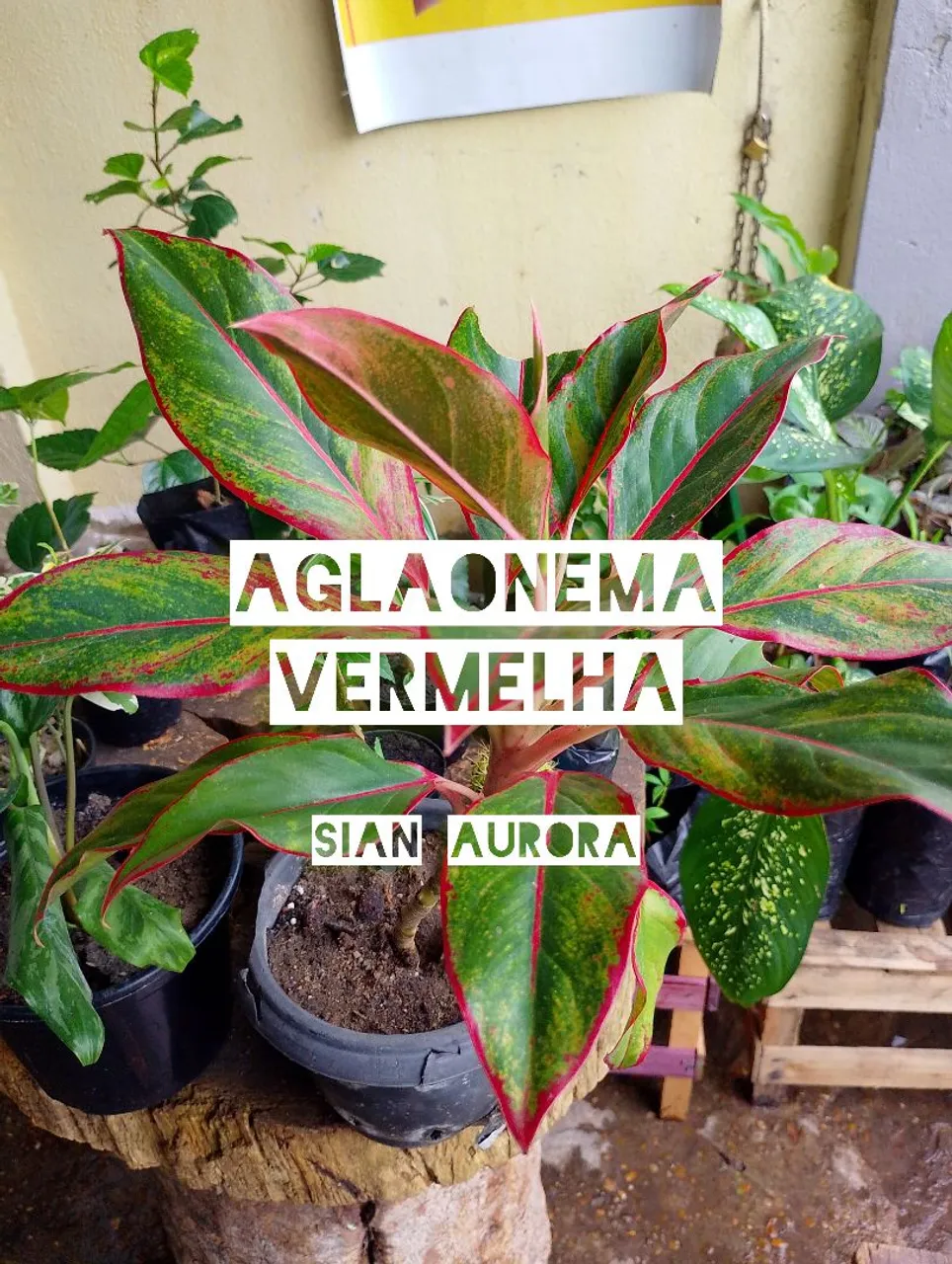 aglaonema bj freeman cecilia Aglaonema BJ Freeman