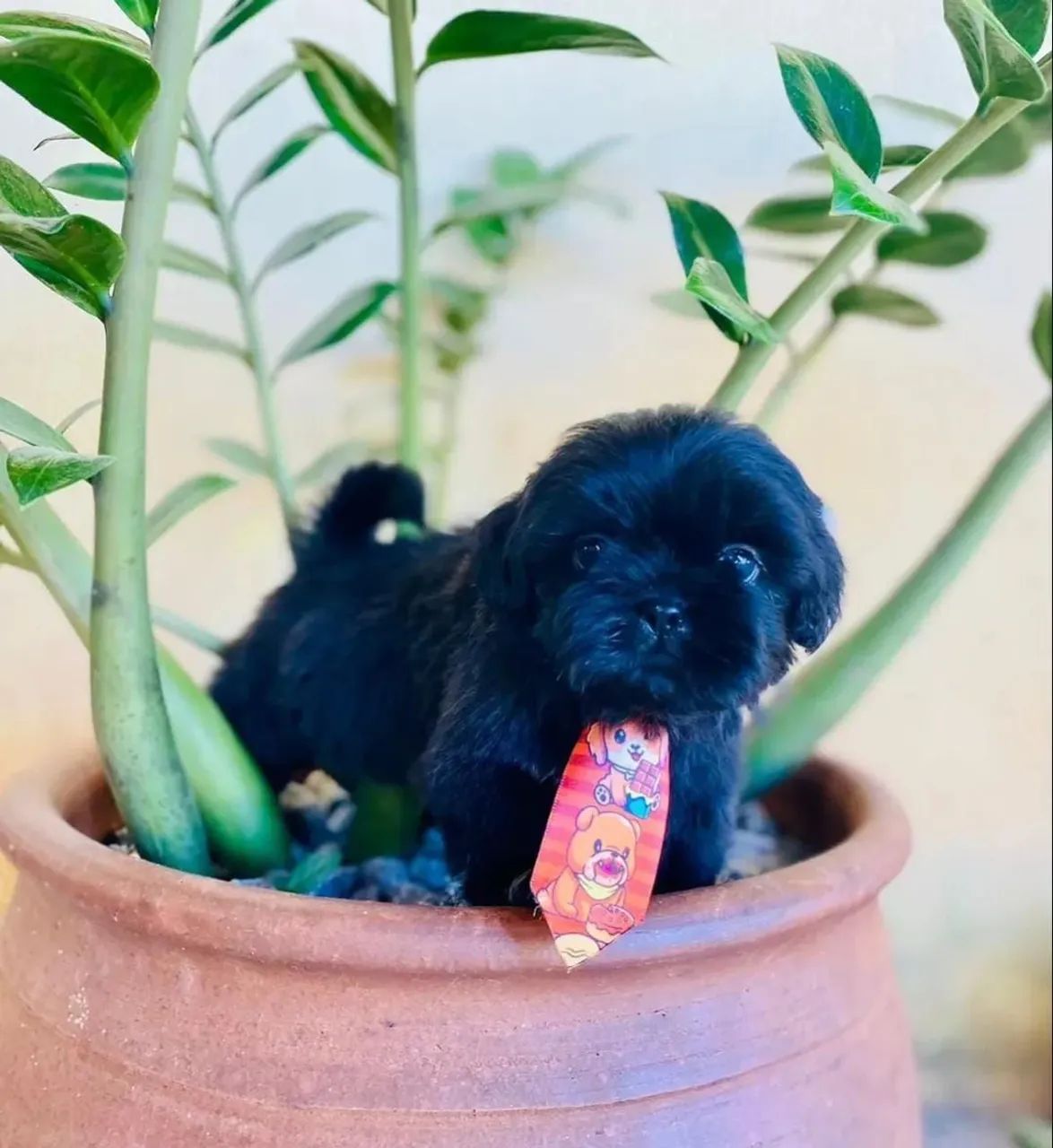Shih-tzu  - Foto 3