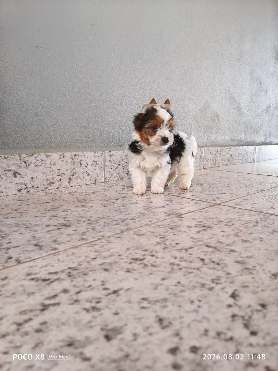 Yorkshire Biewer Terrier Machinho - Foto 4