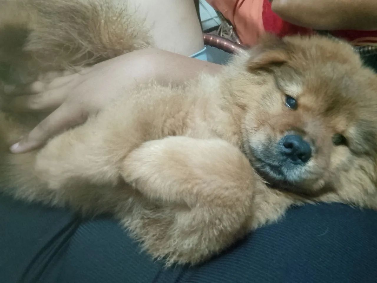 Chow Chow ? - Foto 3