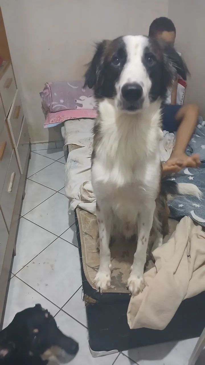 Doação de filhote - Foto 4