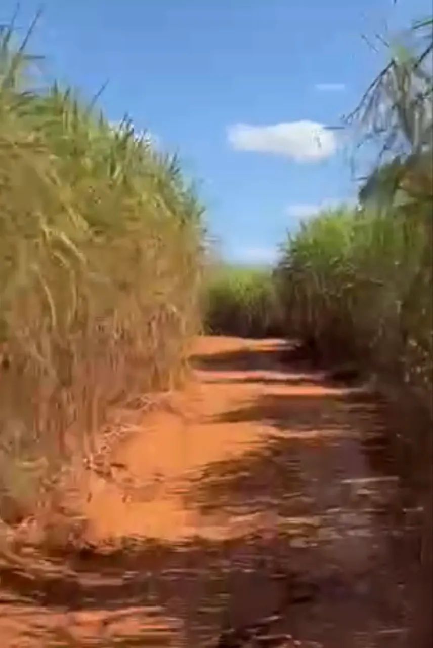 Fazenda com cana próximo Ituiutaba  - Foto 2