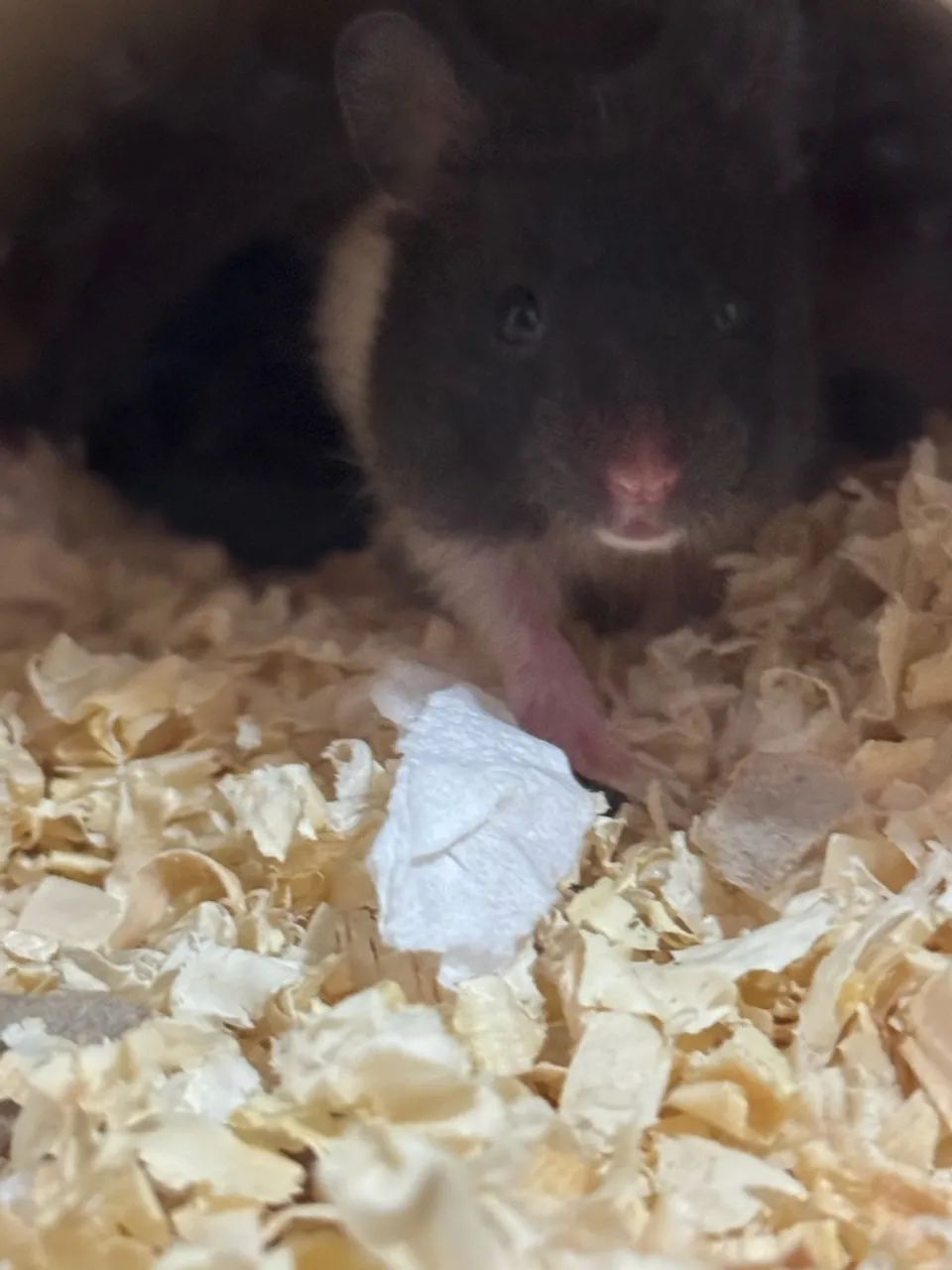 Hamster Sírio  - Foto 4