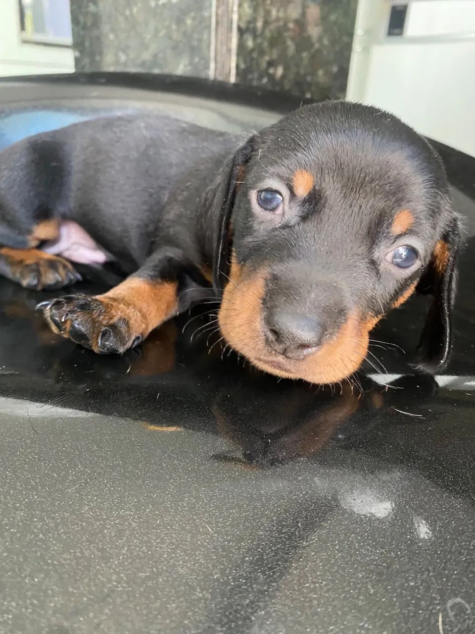 Dachshund 