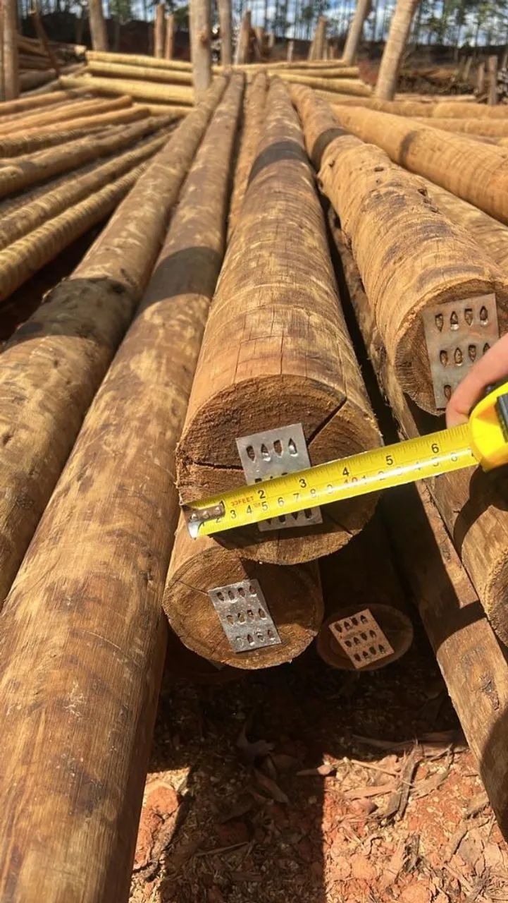 TREATED EUCALYPTUS 441140220905410562