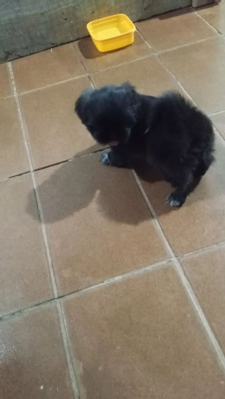 Cachorro chityzu  - Foto 2