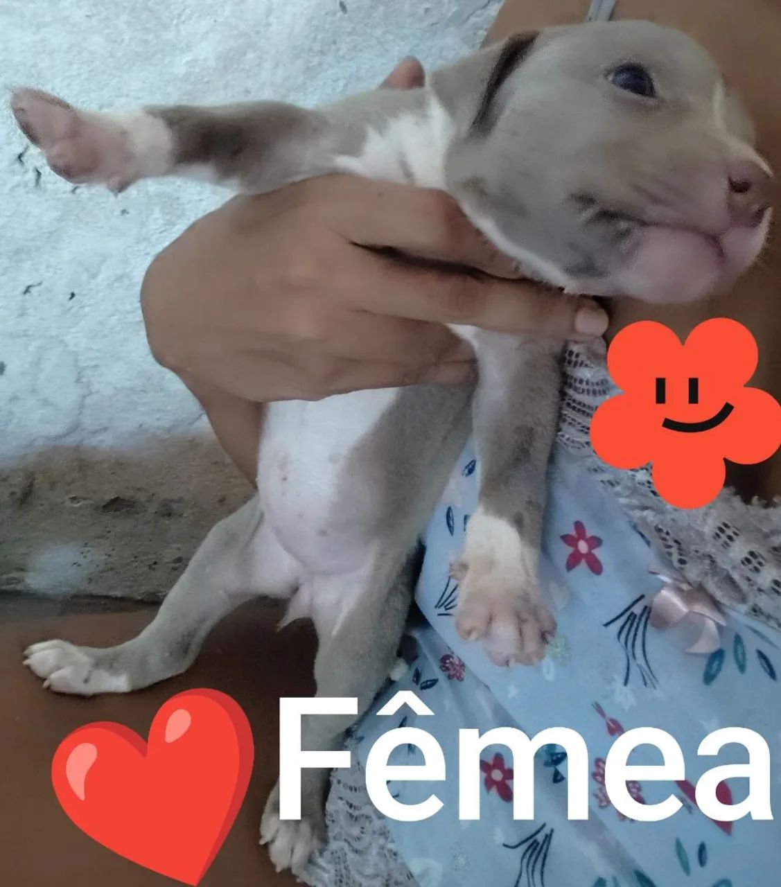 Filhotes de Pitbull  - Foto 2