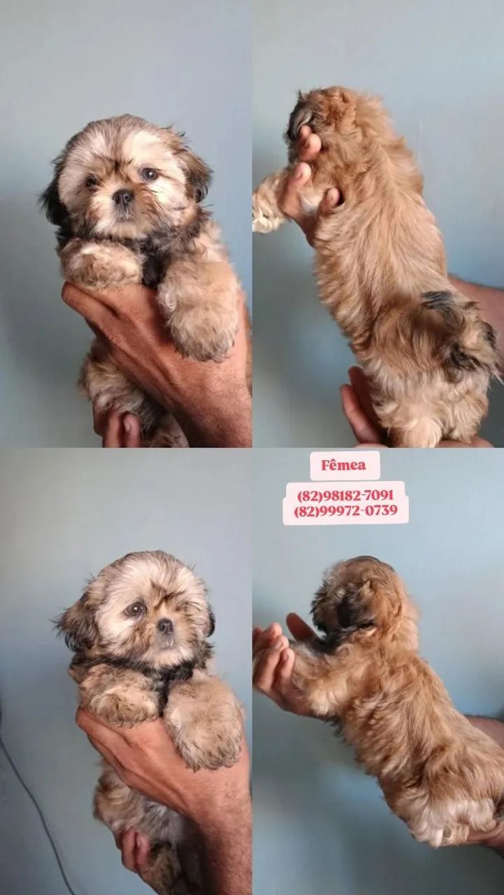 ShihTzu filhotes  - Foto 2