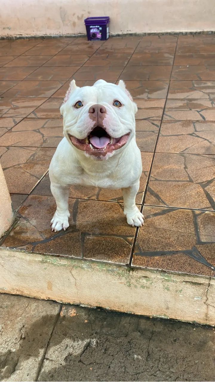 American Bully Micro  - Foto 5