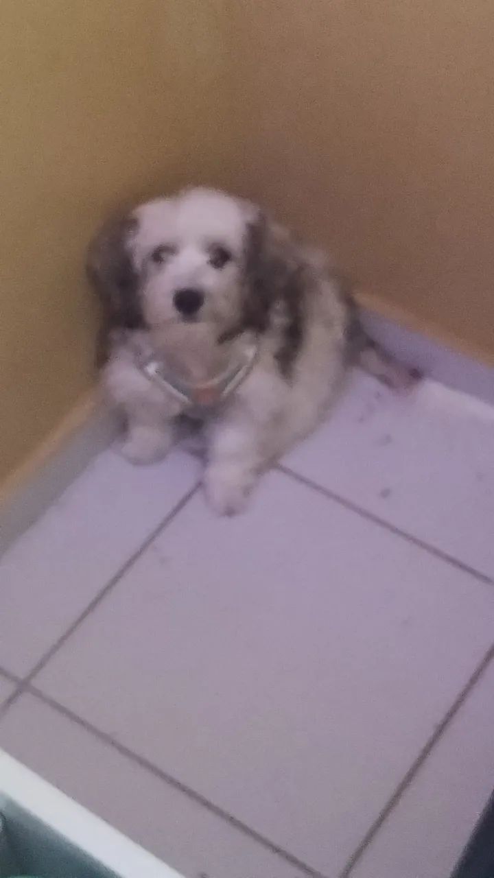 CACHORRO LHASA APSO ORIGINAL  - Foto 2