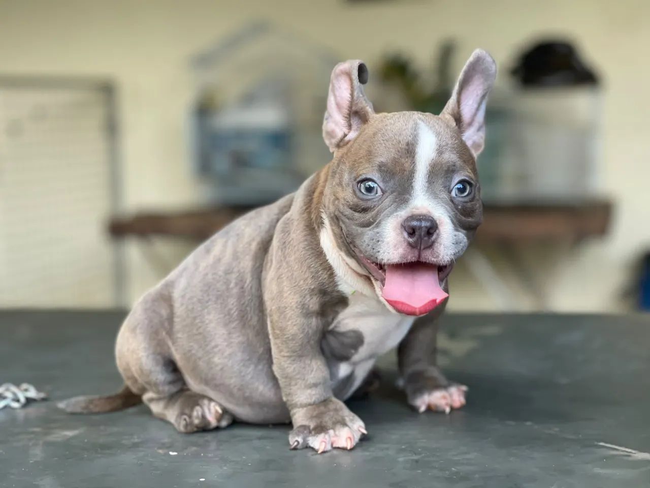 American Bully 