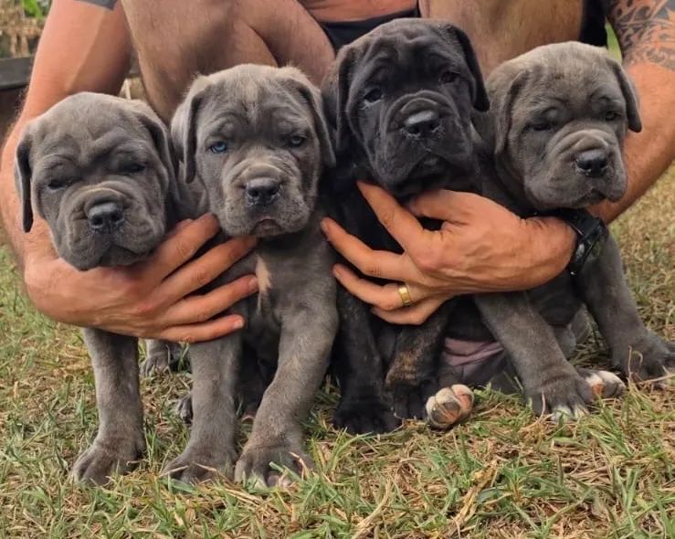 Filhote de Cane Corso