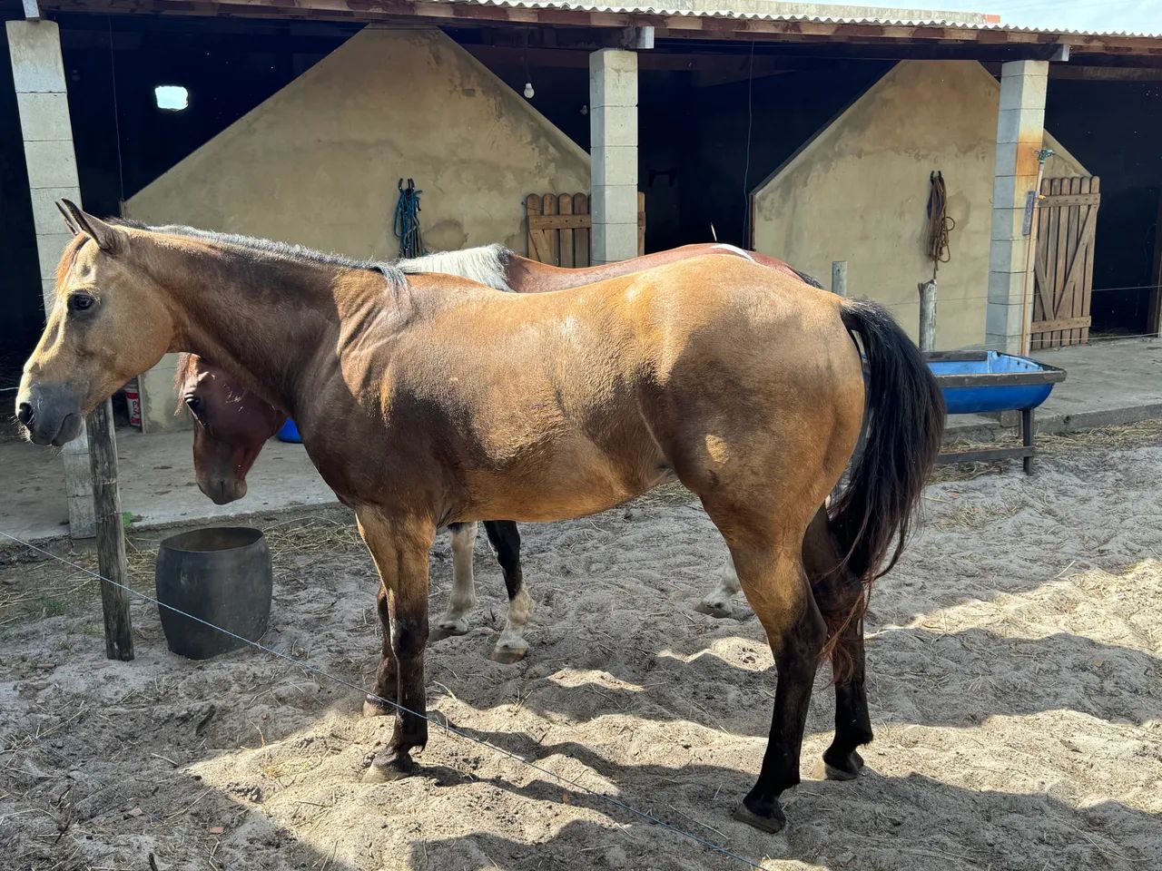 Cavalo de Esteira - Foto 5