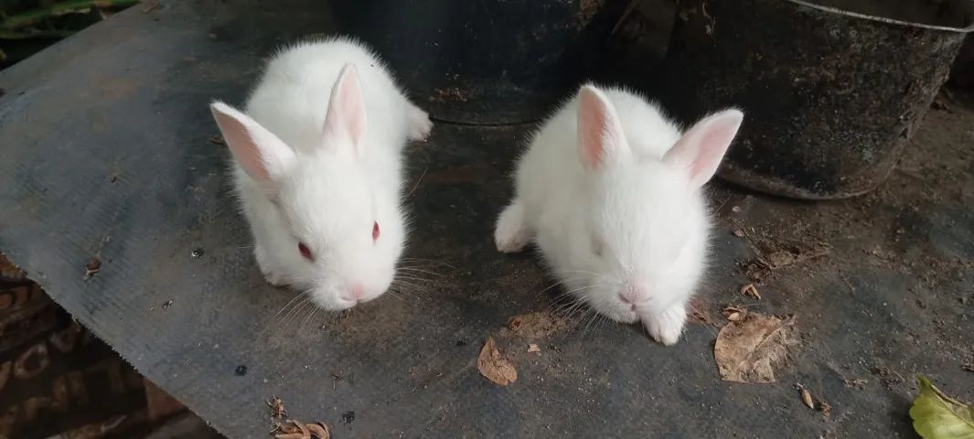 Filhotes de Coelho da Raça Nova Zelãndia - Foto 2