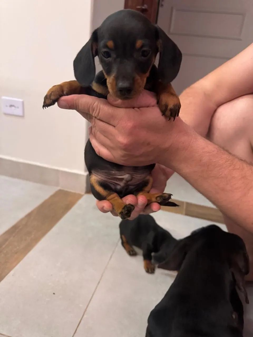 Filhotes de salsicha (dachsund) - Foto 4