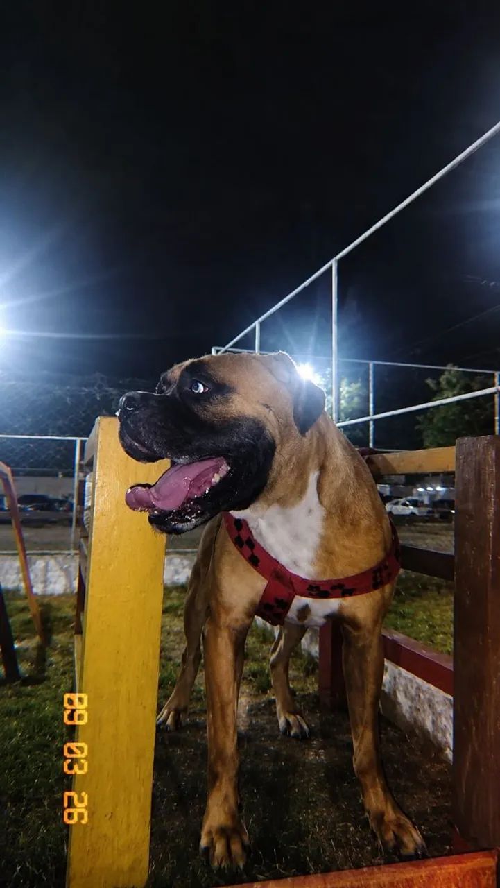 Boxer cobertura/reprodução 