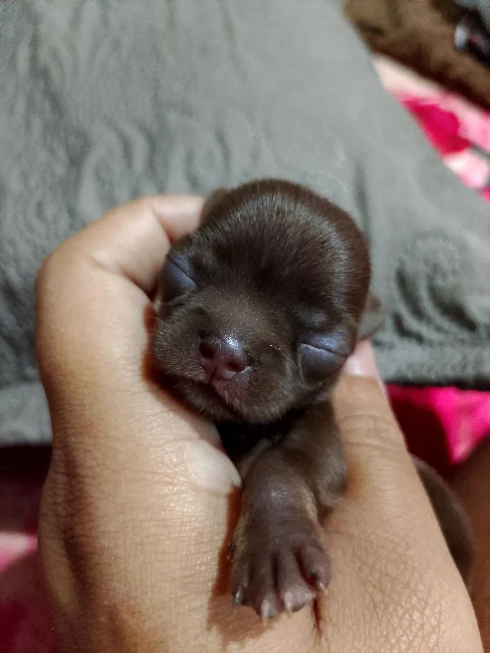 Bebês disponível  - Foto 3
