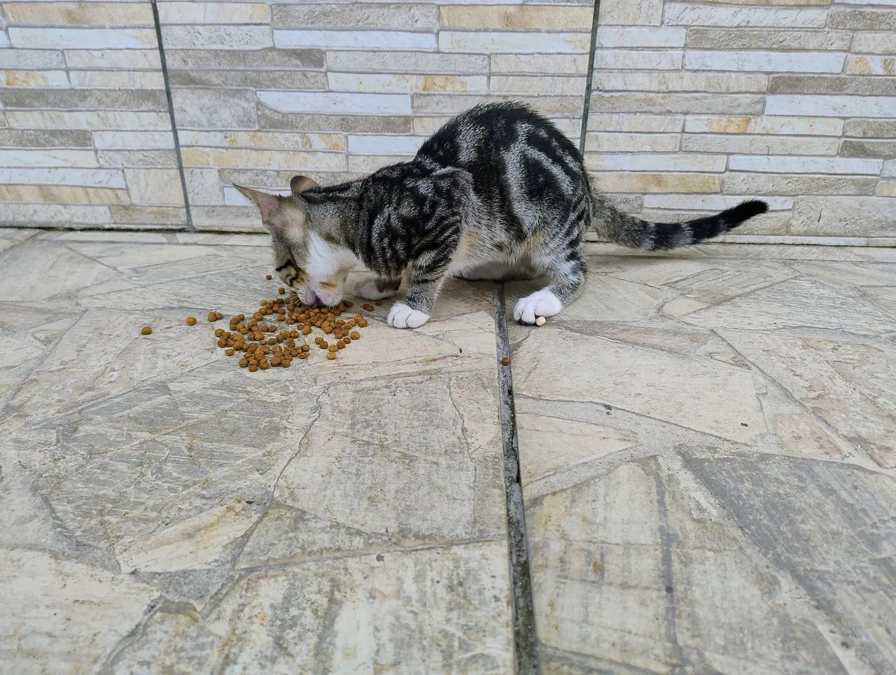 Gatinho para doação  - Foto 3