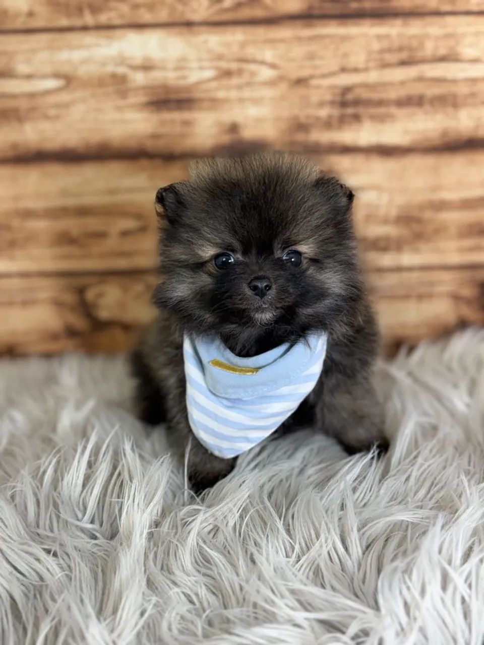 Spitz alemão  - Foto 4