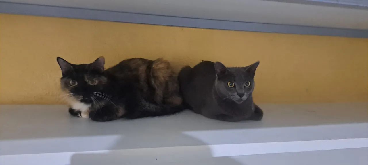 Gatinhos - Foto 2