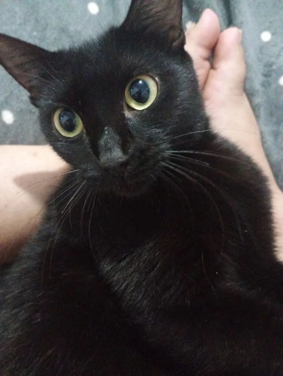 Adoção responsável  - Foto 3
