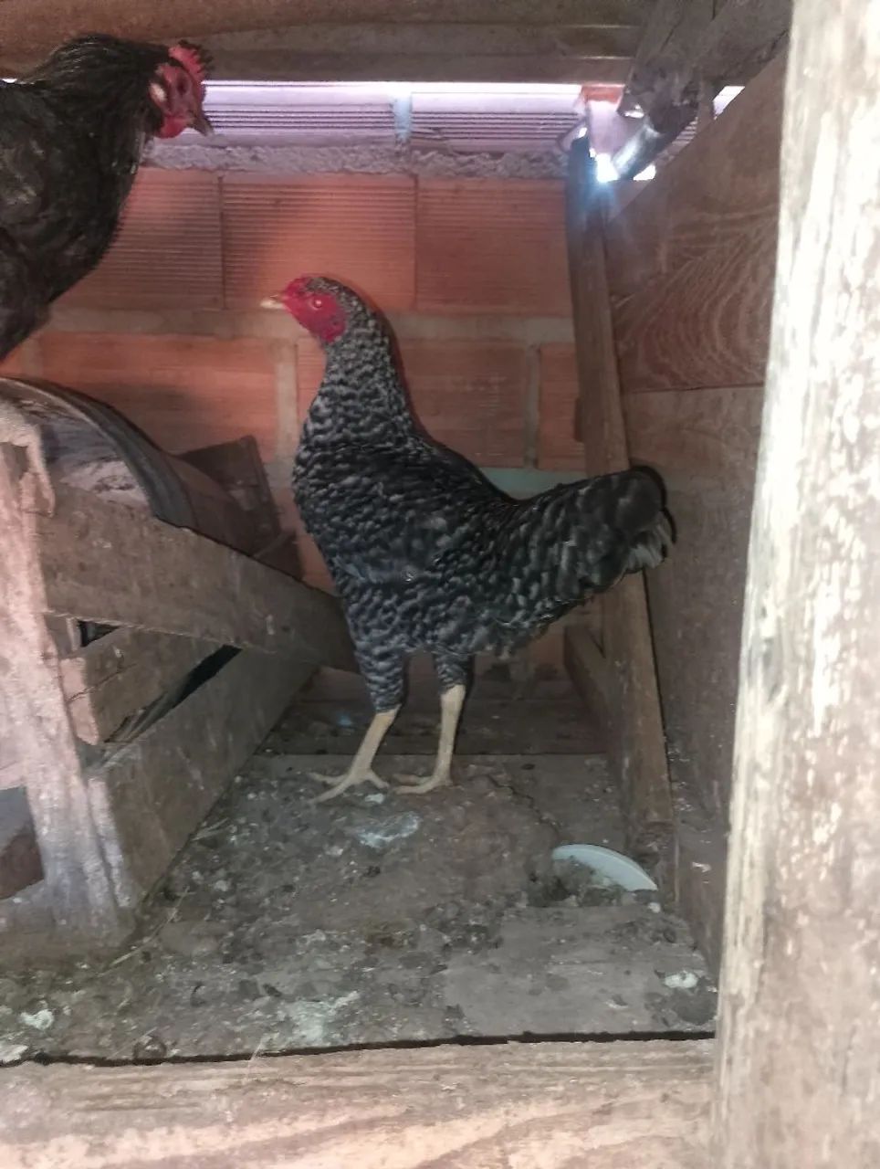 Galinha  - Foto 2