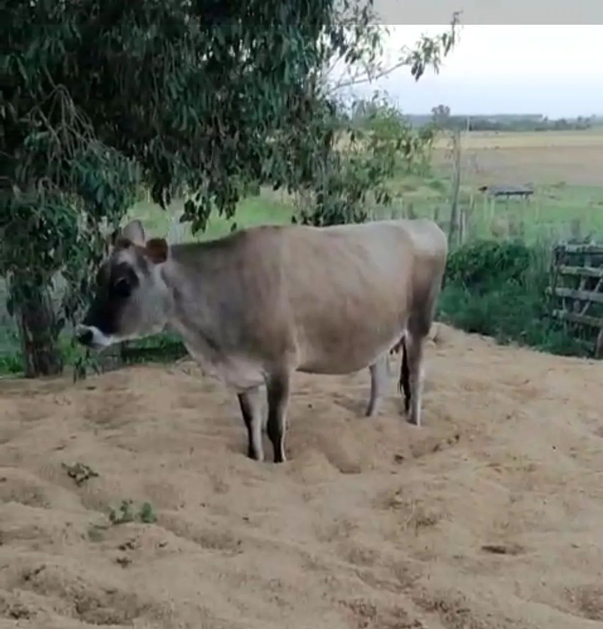 Vacas Jersey  - Foto 4