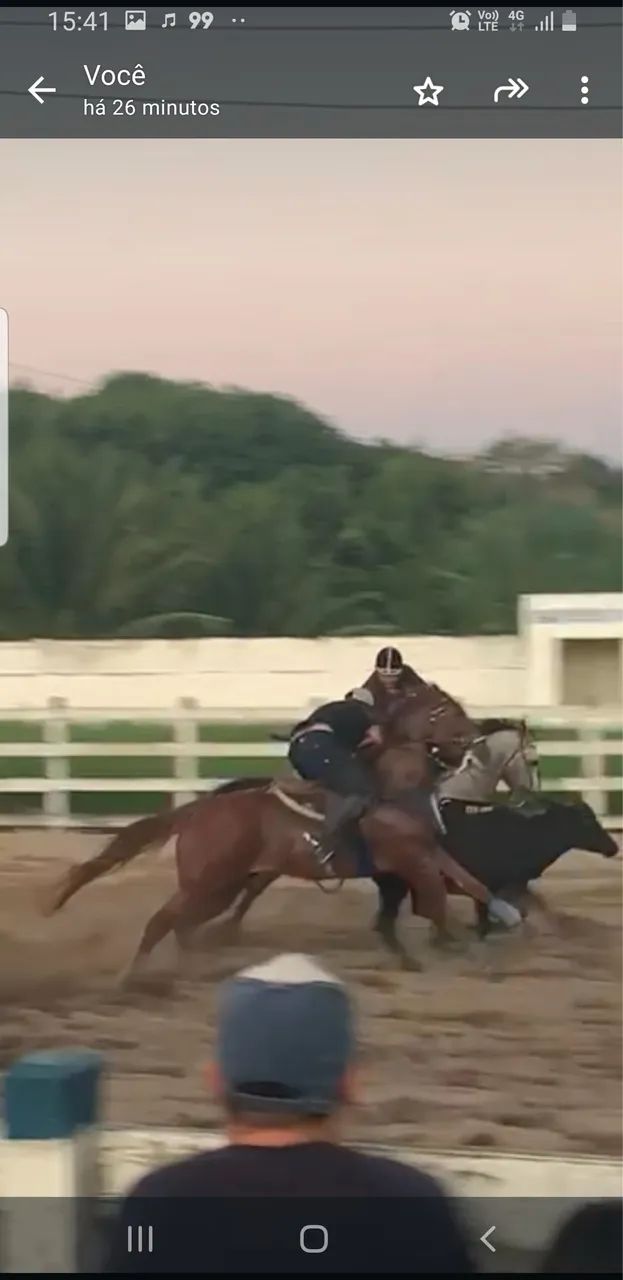 Cavalo  - Foto 3