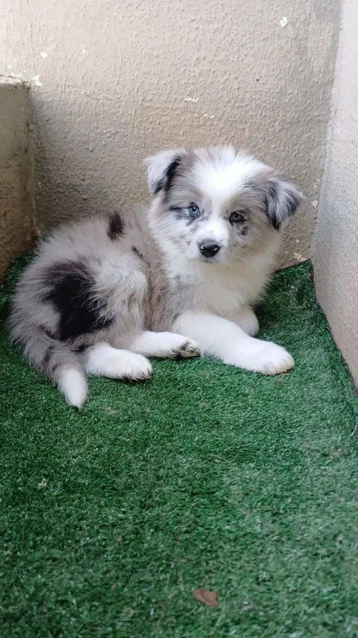 Border Collie a pronta entrega 