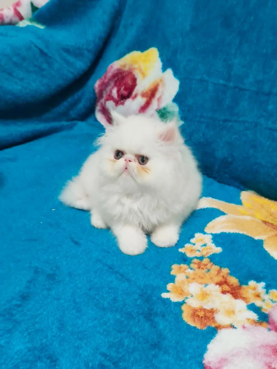 PERSA Verdadeiro - FÊMEA TopShow - Foto 3