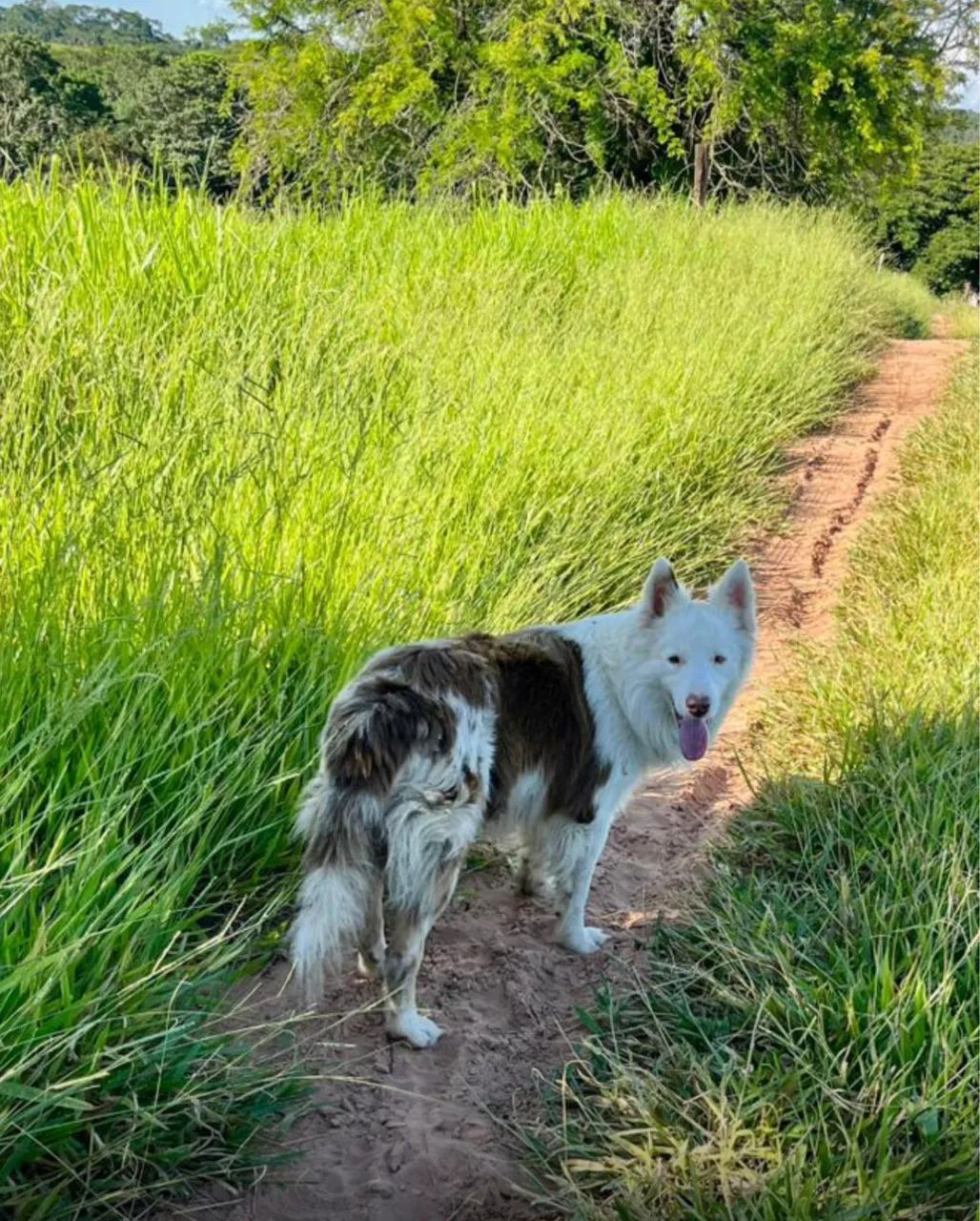 Filhotes Boder collie exóticos  - Foto 3