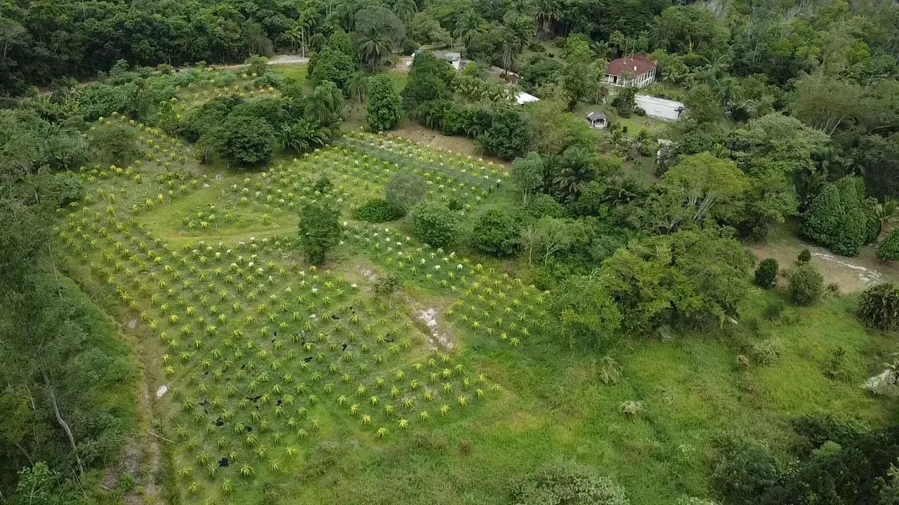 Sitio muito agradável com renda em Miracatu - Foto 5
